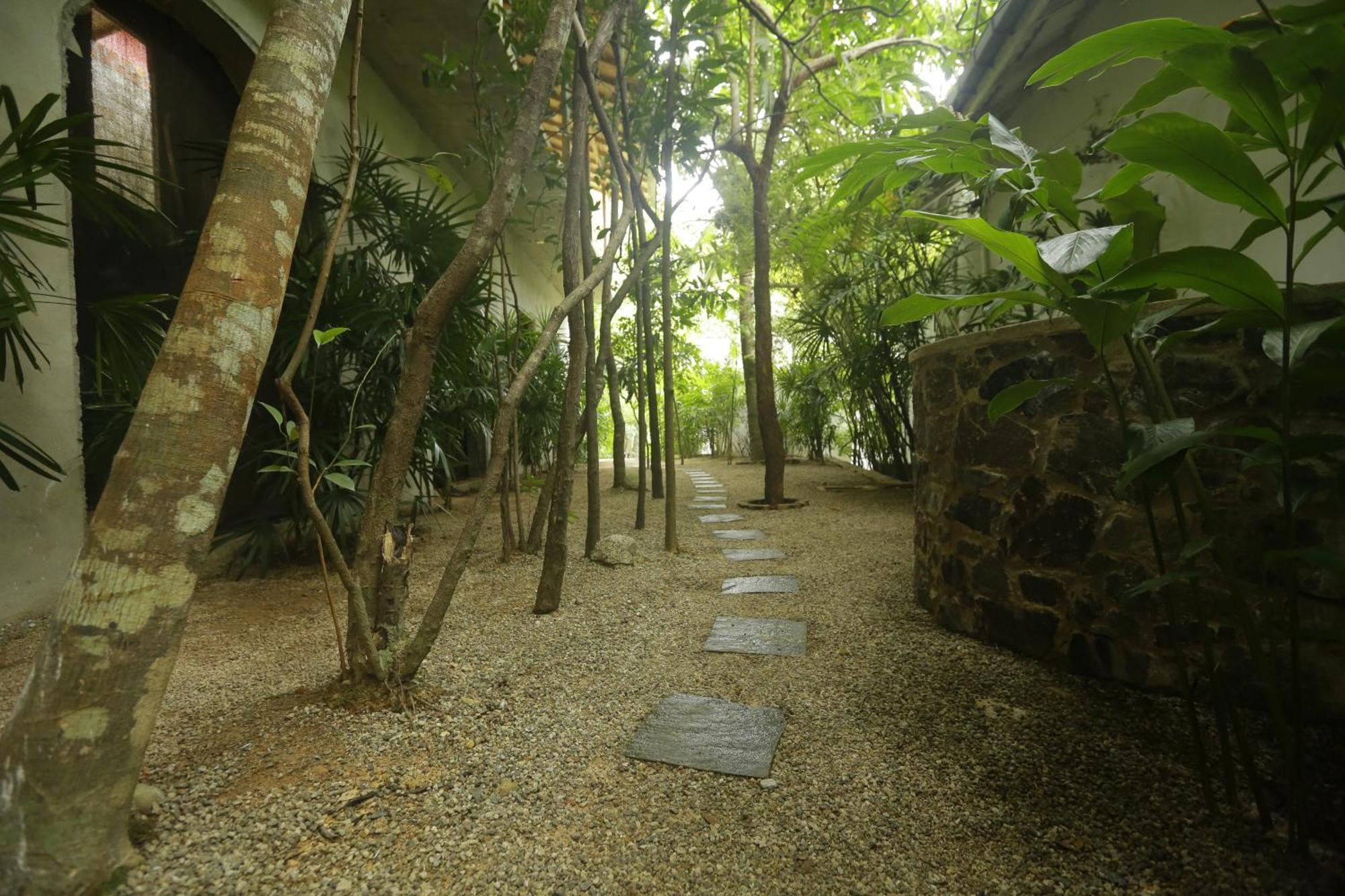 Ceylon Olive كالي المظهر الخارجي الصورة
