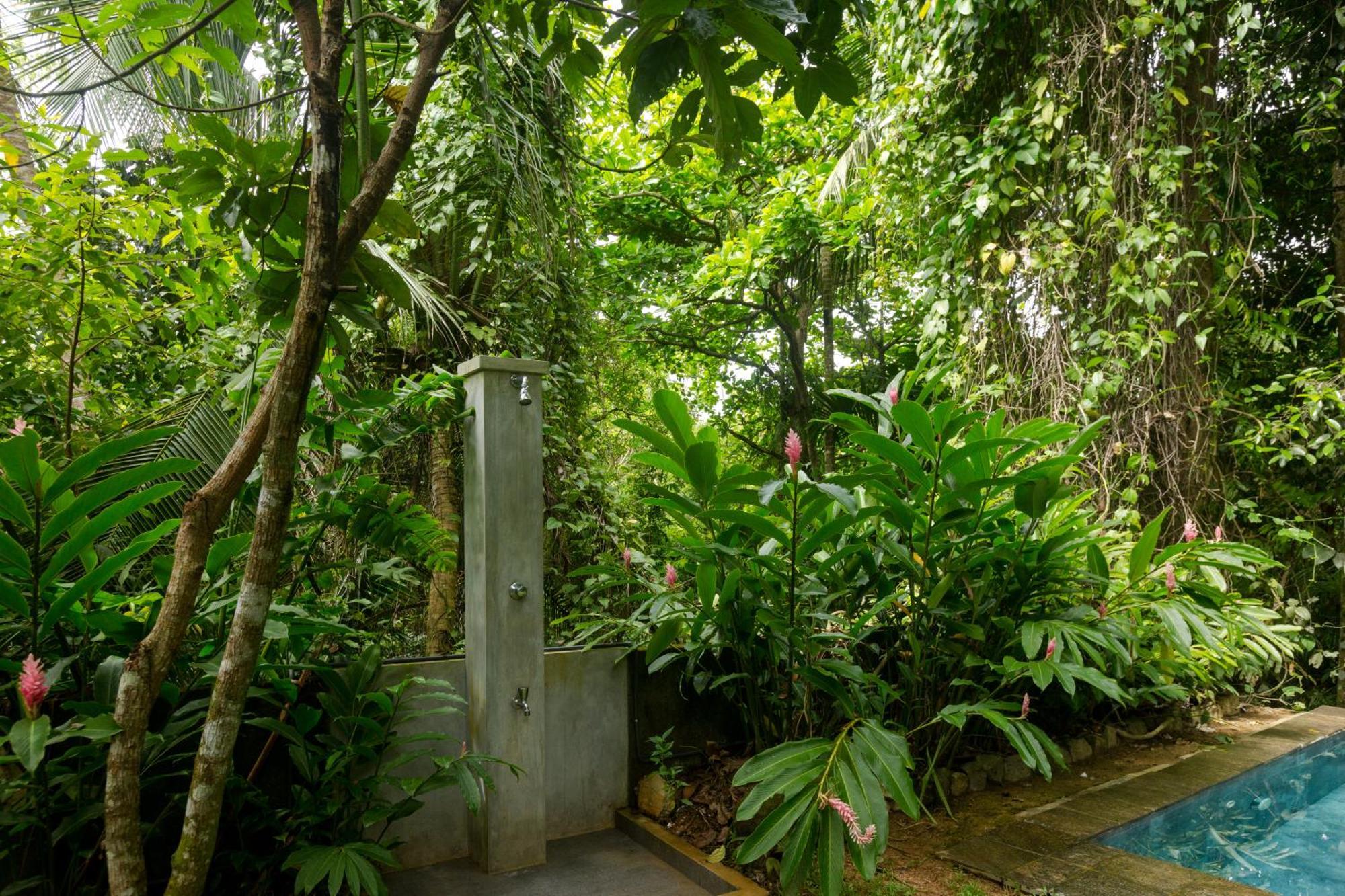 Ceylon Olive كالي المظهر الخارجي الصورة