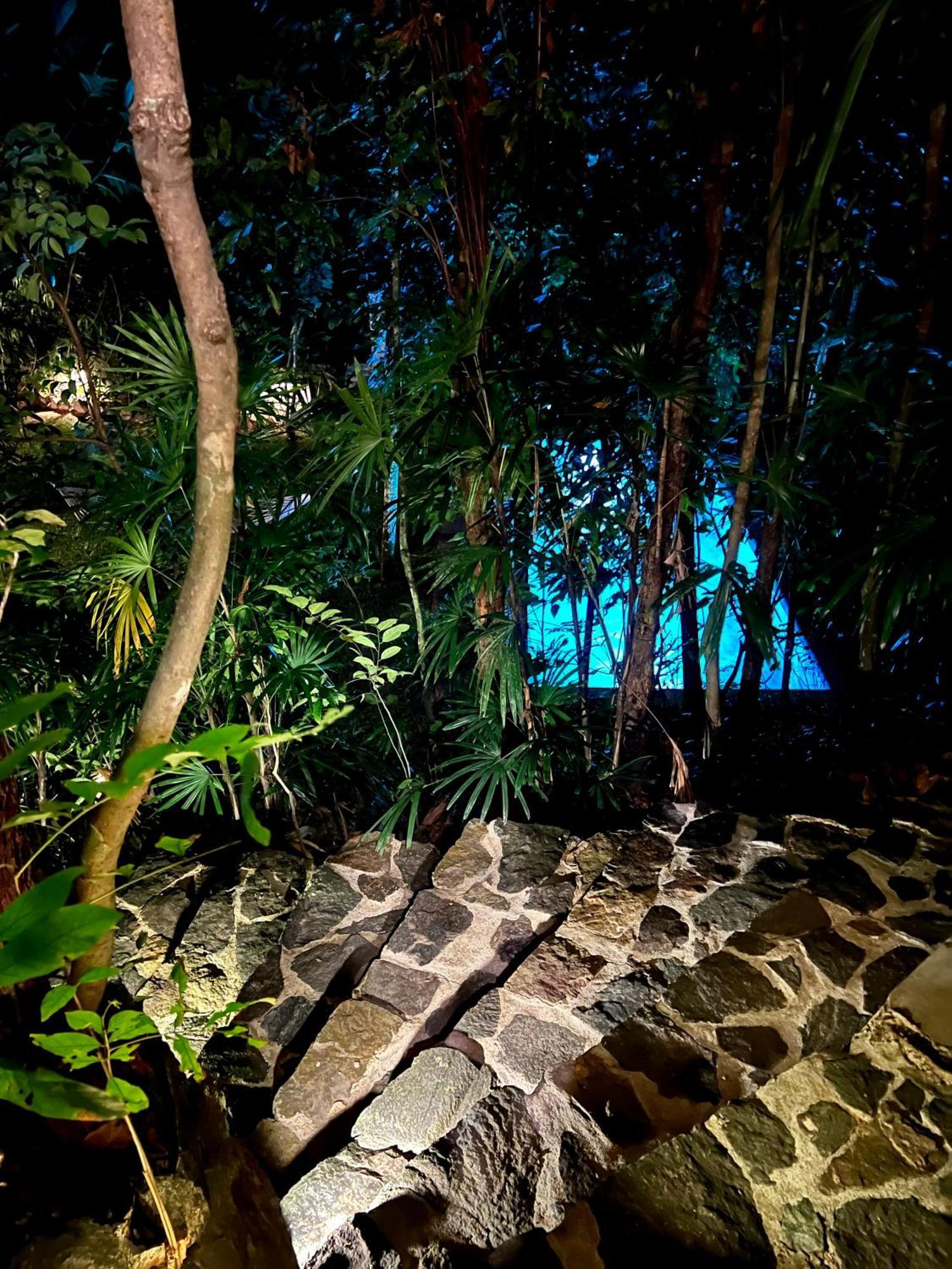 Ceylon Olive كالي المظهر الخارجي الصورة