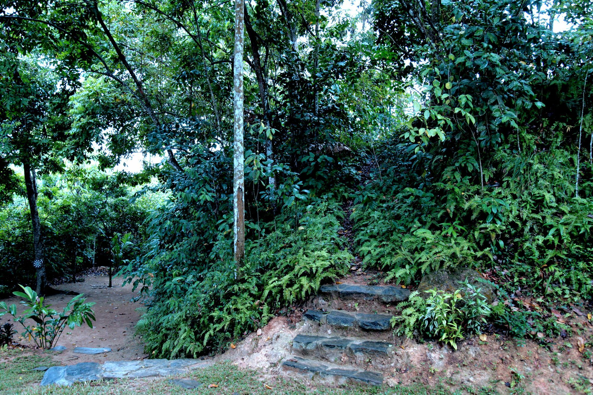 Ceylon Olive كالي المظهر الخارجي الصورة