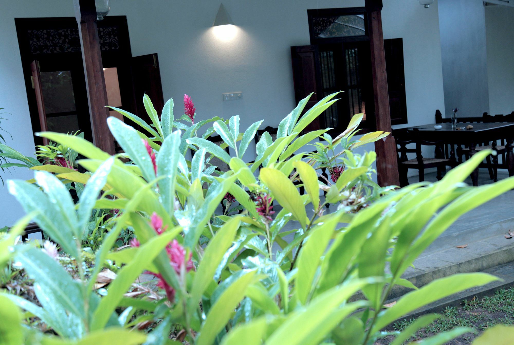 Ceylon Olive كالي المظهر الخارجي الصورة